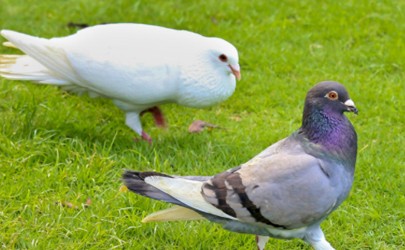 家养鸽子会传染冠状病毒吗 疫情期间能不能吃鸽子