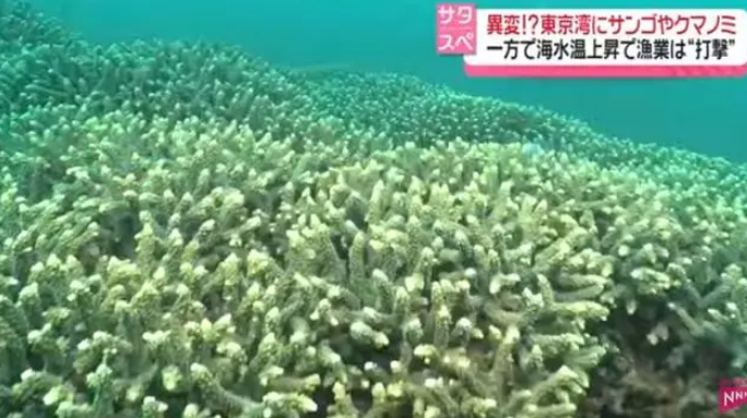 日本东京湾因海水升温现奇异景象