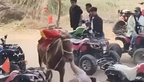 男孩骑马被拖行后身亡 当地通报