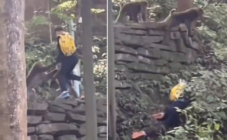 峨眉山猴子抢夺食物导致男孩被摔伤