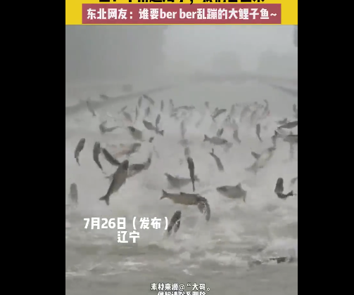 <strong>暴雨后鱼群齐刷刷berber跃出水面</strong>