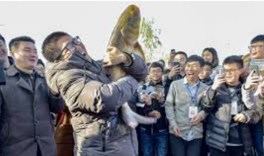 <strong>高校捞80000斤鱼请全校师生吃共捕获1300公斤（550斤</strong>