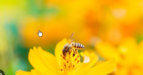 <strong>春天为什么黄色的花更早绽放</strong>