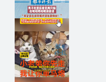 <strong>男子吃菌后看见猫跷二郎腿下象棋</strong>