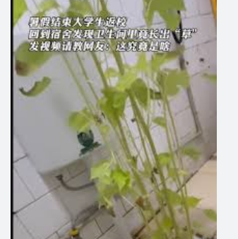 返校发现宿舍已长出半人高的草