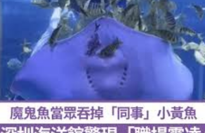 <strong>海洋馆回应魔鬼鱼上班吃同事</strong>
