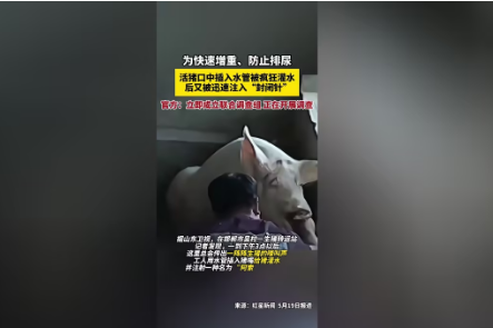 活猪被灌水打“封闭针”跨省送屠宰