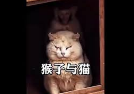 <strong>宝马车拖行小猫 多名群众一路追踪</strong>