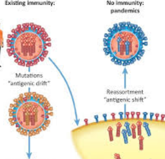 <strong>H3N2毒株或致日本流感更大规模传播</strong>