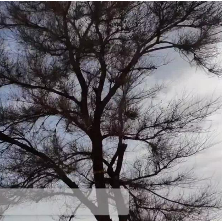 <strong>树坚强与树小强1个月内两次见证发射</strong>