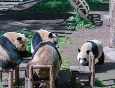 <strong>熊猫宝宝聚餐横七竖八躺成一片</strong>