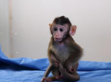 <strong>最高13万元一只!实验猴价格暴涨</strong>