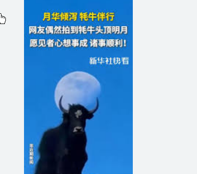 <strong>网友偶然拍到“牦牛头顶明月”</strong>