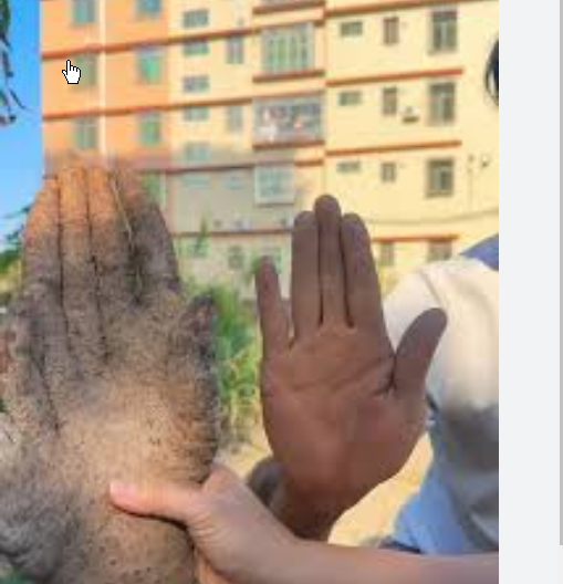 <strong>村民挖出长指甲盖的手掌山药</strong>