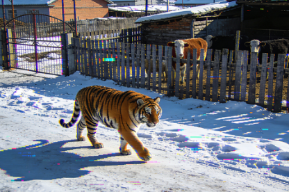 <strong>东北虎进村吃完保险公司买单</strong>