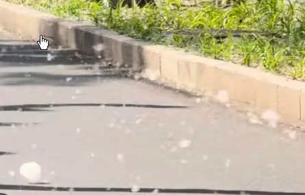 <strong>北京苦杨柳絮久矣 真正该砍的是什么</strong>