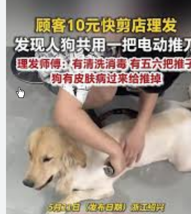 <strong>10元快剪店人狗共用一把推刀</strong>
